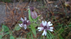 Microbotryum lychnidis-dioicae