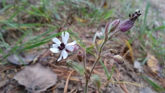 Microbotryum lychnidis-dioicae