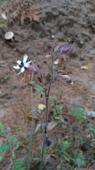 Microbotryum lychnidis-dioicae