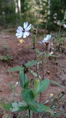 Microbotryum lychnidis-dioicae