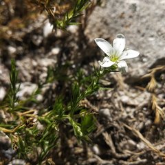 Arenaria lycopodioides