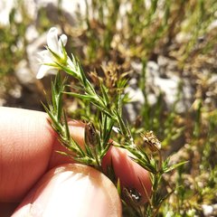 Arenaria lycopodioides