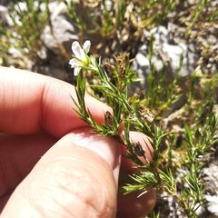 Arenaria lycopodioides