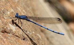 Argia lacrimans