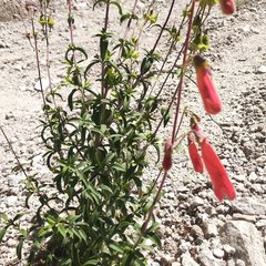 Penstemon isophyllus