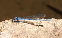 Argia lacrimans