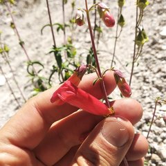 Penstemon isophyllus