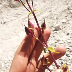 Penstemon isophyllus