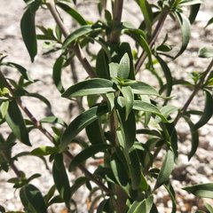Penstemon isophyllus