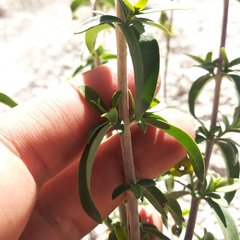 Penstemon isophyllus