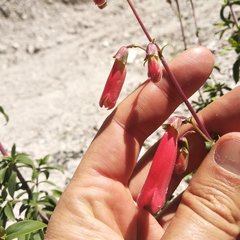 Penstemon isophyllus