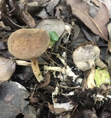 Xerocomus olivaceus