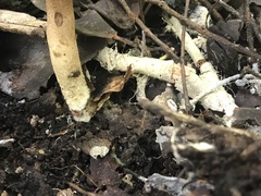 Xerocomus olivaceus