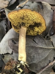 Xerocomus olivaceus
