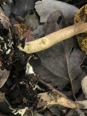 Xerocomus olivaceus