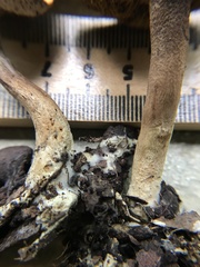 Xerocomus olivaceus