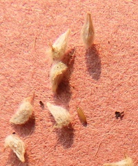 Psilocarphus elatior