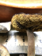 Xerocomus olivaceus