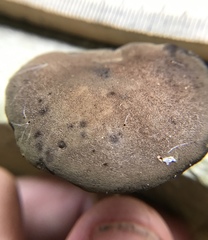 Xerocomus olivaceus