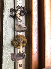 Xerocomus olivaceus