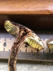 Xerocomus olivaceus