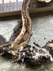 Xerocomus olivaceus