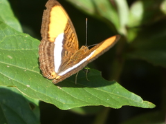 Adelpha cytherea