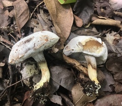Hypomyces chlorinigenus