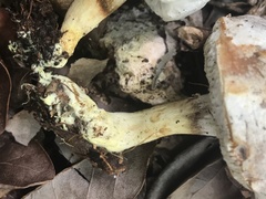 Hypomyces chlorinigenus