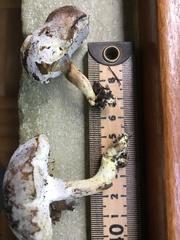 Hypomyces chlorinigenus