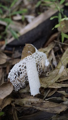 Phallus atrovolvatus