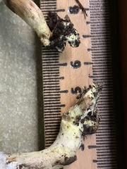 Hypomyces chlorinigenus