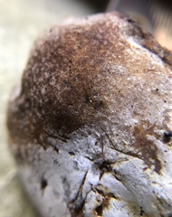 Hypomyces chlorinigenus