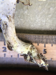 Hypomyces chlorinigenus