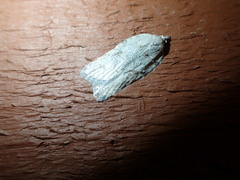 Acleris maximana