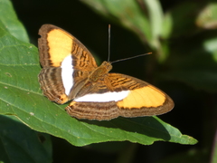 Adelpha cytherea