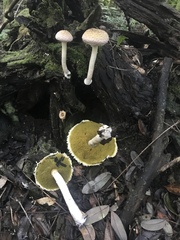 Boletellus ananas image