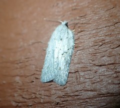 Acleris maximana