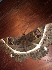 Erebus terminitincta