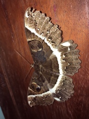 Erebus terminitincta