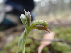 Pterostylis squamata