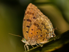 Arhopala silhetensis silhetensis
