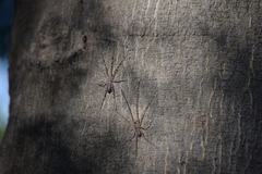 Paradossenus longipes