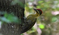 Piculus chrysochloros