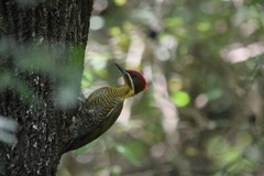 Piculus chrysochloros