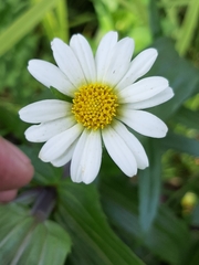 Jaegeria bellidiflora