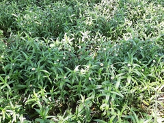 Jaegeria bellidiflora