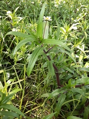 Jaegeria bellidiflora
