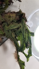 Marchantia polymorpha ruderalis