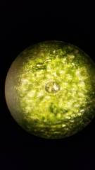 Marchantia polymorpha ruderalis